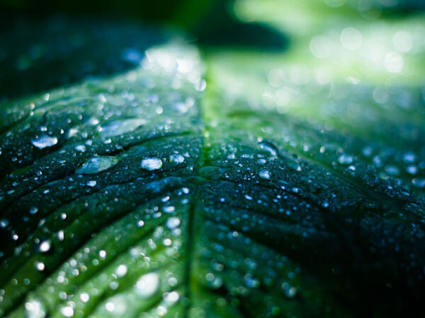 Kempeleen Siirtokuljetus Oy